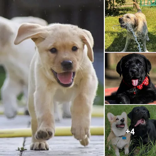 “The Ultimate Guide: Why Labrador Retrievers are Truly the Top Dog Breed”